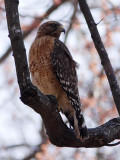 Red-shouldered Hawk