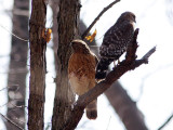 Red-shouldered Hawks