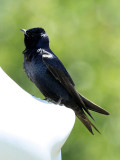 Purple Martin