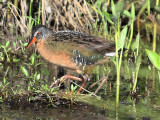 Virginia Rail