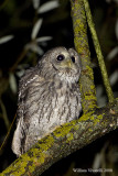 Allocco (Strix aluco)