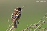 Saltimplo (Saxicola torquatus )