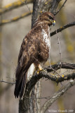 Poiana (Buteo buteo)