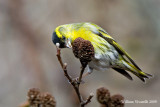 Lucherino (Carduelis spinus)