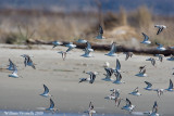 Piovanello tridattilo (Calidris alba)