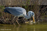 Airone cenerino (Ardea cinerea)