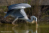 Airone cenerino  (Ardea cinerea)