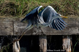 Airone cenerino  (Ardea cinerea)