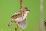 Beccamoschno  (Cisticola juncidis)