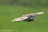 Gufo di palude  (Asio flammeus)