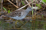 Piro piro boschereccio (Tringa glareola)