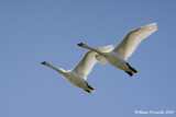 Cigno reale (Cygnus olor)  