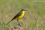 Cutrettola (Motacilla flava)