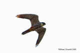 Lodolaio (Falco subuteo)