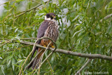 Lodolaio (Falco subuteo)