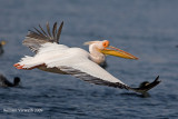 Pellicano comune (Pelecanus onocrotalus)