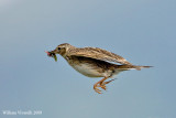 Allodola (Alauda arvensis)