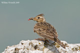 Allodola (Alauda arvensis)