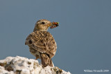 Allodola (Alauda arvensis)