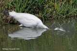 Airone bianco maggiore (Casmerodius albus )