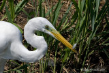 Airone bianco maggiore (Casmerodius albus )