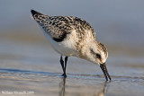 Piovanello tridattilo (Calidris alba)  