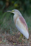 Sgarza ciuffetto (Ardeola ralloides)