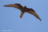 Falco della Regna (Falco eleonorae)  