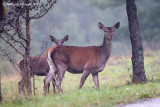 Cervo (Cervus elaphus)