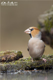 Frosone (Coccothraustes coccothraustes)