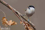 Cincia bigia (Parus palustris)