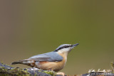 Picchio muratore (Sitta europaea)