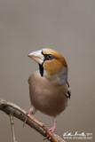 Frosone (Coccothraustes coccothraustes)