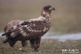 Aquila di mare (Haliaeetus albicilla)  