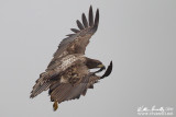 Aquila di mare (Haliaeetus albicilla)