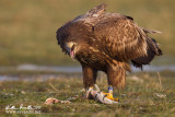 Aquila di mare (Haliaeetus albicilla)  