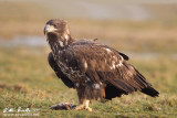 Aquila di mare (Haliaeetus albicilla)  