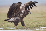 Aquila di mare (Haliaeetus albicilla)