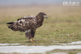 Aquila di mare (Haliaeetus albicilla)  