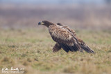 Aquila di mare (Haliaeetus albicilla)  