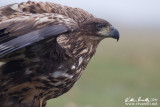 Aquila di mare (Haliaeetus albicilla)  