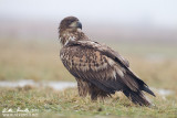 Aquila di mare (Haliaeetus albicilla)  