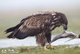 Aquila di mare (Haliaeetus albicilla)