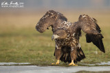 Aquila di mare (Haliaeetus albicilla)  