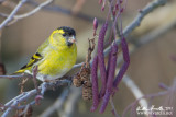 Lucherino (Carduelis spinus)