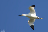 Avocetta (Recurvirostra avosetta)