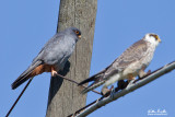 Falco cuculo (Falco vespertinus)