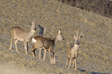 capriolo (Capreolus capreolus)