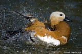 Casrca (Tadorna ferruginea)