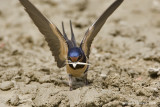 Rondine  (Hirundo rustica)